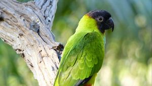 Preview wallpaper aratinga, parrot, bird, bright