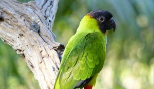 Preview wallpaper aratinga, parrot, bird, bright