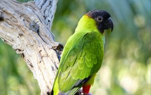 Preview wallpaper aratinga, parrot, bird, bright