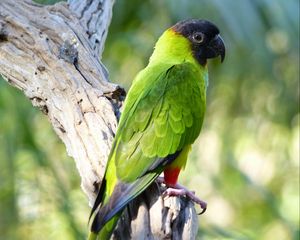 Preview wallpaper aratinga, parrot, bird, bright