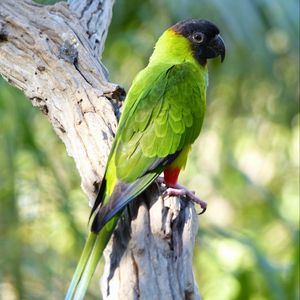 Preview wallpaper aratinga, parrot, bird, bright