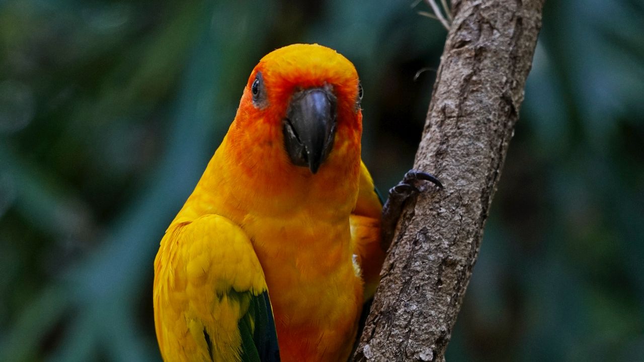 Wallpaper aratinga, parrot, bird, colorful, branch