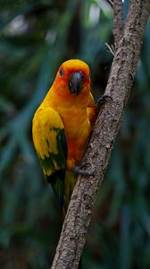 Preview wallpaper aratinga, parrot, bird, colorful, branch