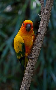 Preview wallpaper aratinga, parrot, bird, colorful, branch