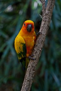 Preview wallpaper aratinga, parrot, bird, colorful, branch