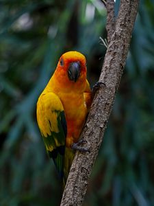 Preview wallpaper aratinga, parrot, bird, colorful, branch