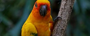 Preview wallpaper aratinga, parrot, bird, colorful, branch