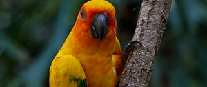 Preview wallpaper aratinga, parrot, bird, colorful, branch