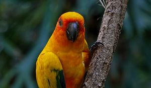 Preview wallpaper aratinga, parrot, bird, colorful, branch