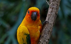 Preview wallpaper aratinga, parrot, bird, colorful, branch