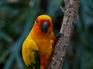 Preview wallpaper aratinga, parrot, bird, colorful, branch