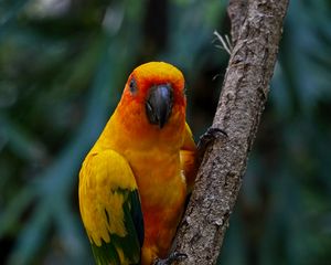 Preview wallpaper aratinga, parrot, bird, colorful, branch