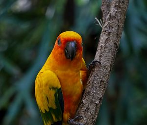 Preview wallpaper aratinga, parrot, bird, colorful, branch