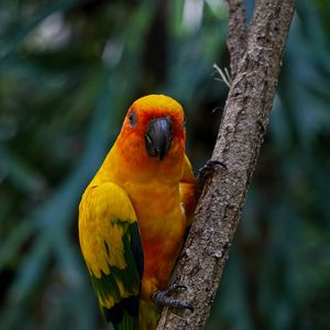 Preview wallpaper aratinga, parrot, bird, colorful, branch