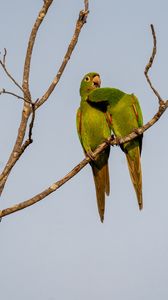 Preview wallpaper aratingas, parrots, couple, branch, wildlife