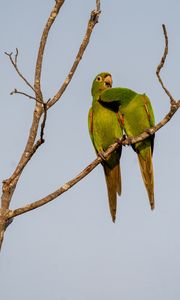 Preview wallpaper aratingas, parrots, couple, branch, wildlife