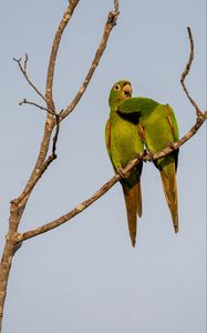 Preview wallpaper aratingas, parrots, couple, branch, wildlife