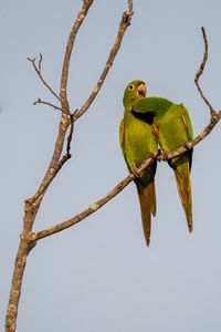 Preview wallpaper aratingas, parrots, couple, branch, wildlife