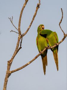 Preview wallpaper aratingas, parrots, couple, branch, wildlife