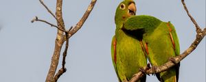 Preview wallpaper aratingas, parrots, couple, branch, wildlife