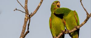 Preview wallpaper aratingas, parrots, couple, branch, wildlife