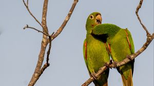 Preview wallpaper aratingas, parrots, couple, branch, wildlife