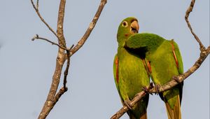 Preview wallpaper aratingas, parrots, couple, branch, wildlife