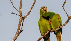 Preview wallpaper aratingas, parrots, couple, branch, wildlife