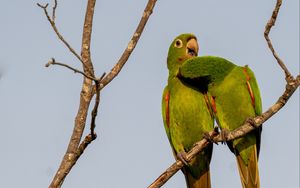 Preview wallpaper aratingas, parrots, couple, branch, wildlife