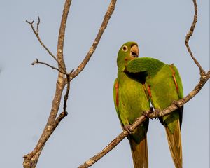 Preview wallpaper aratingas, parrots, couple, branch, wildlife