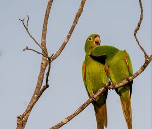 Preview wallpaper aratingas, parrots, couple, branch, wildlife