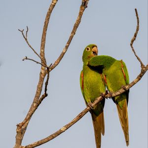 Preview wallpaper aratingas, parrots, couple, branch, wildlife