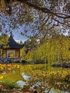 Preview wallpaper arbor, china, tree, branches, pond, flora