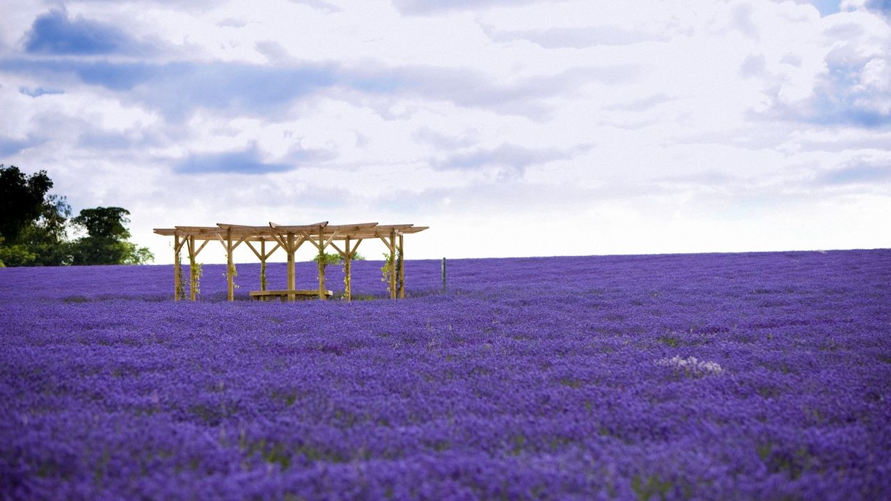 Wallpaper arbor, field, flowers, lilac