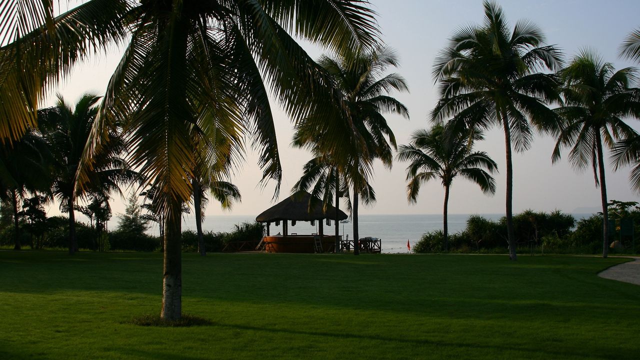 Wallpaper arbor, palm trees, meadow, green