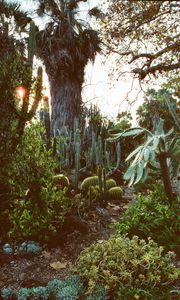 Preview wallpaper arboretum, garden, cacti, palm, plants