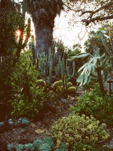 Preview wallpaper arboretum, garden, cacti, palm, plants