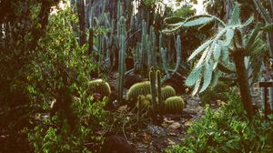 Preview wallpaper arboretum, garden, cacti, palm, plants