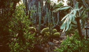 Preview wallpaper arboretum, garden, cacti, palm, plants