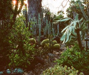 Preview wallpaper arboretum, garden, cacti, palm, plants