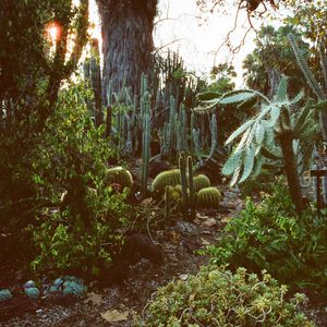 Preview wallpaper arboretum, garden, cacti, palm, plants