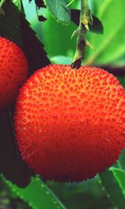 Preview wallpaper arbutus unedo, strawberries, berries