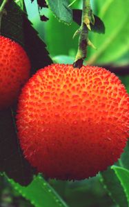 Preview wallpaper arbutus unedo, strawberries, berries