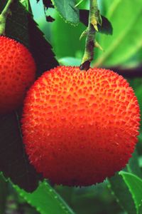 Preview wallpaper arbutus unedo, strawberries, berries