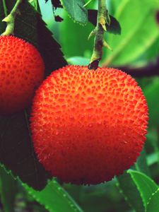 Preview wallpaper arbutus unedo, strawberries, berries