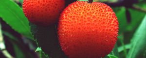 Preview wallpaper arbutus unedo, strawberries, berries