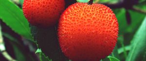 Preview wallpaper arbutus unedo, strawberries, berries