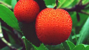 Preview wallpaper arbutus unedo, strawberries, berries