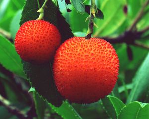 Preview wallpaper arbutus unedo, strawberries, berries