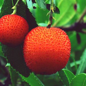 Preview wallpaper arbutus unedo, strawberries, berries